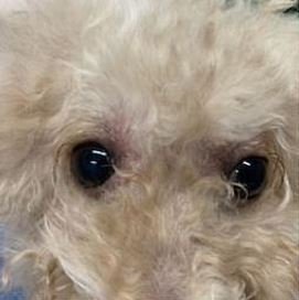 เรนนี่ได้รับการรักษาโรคผิวหนังอักเสบเรื้อรังจากภูมิแพ้ ( เรนนี่ได้รับการรักษาโรคผิวหนังอักเสบเรื้อรังจากภูมิแพ้ (